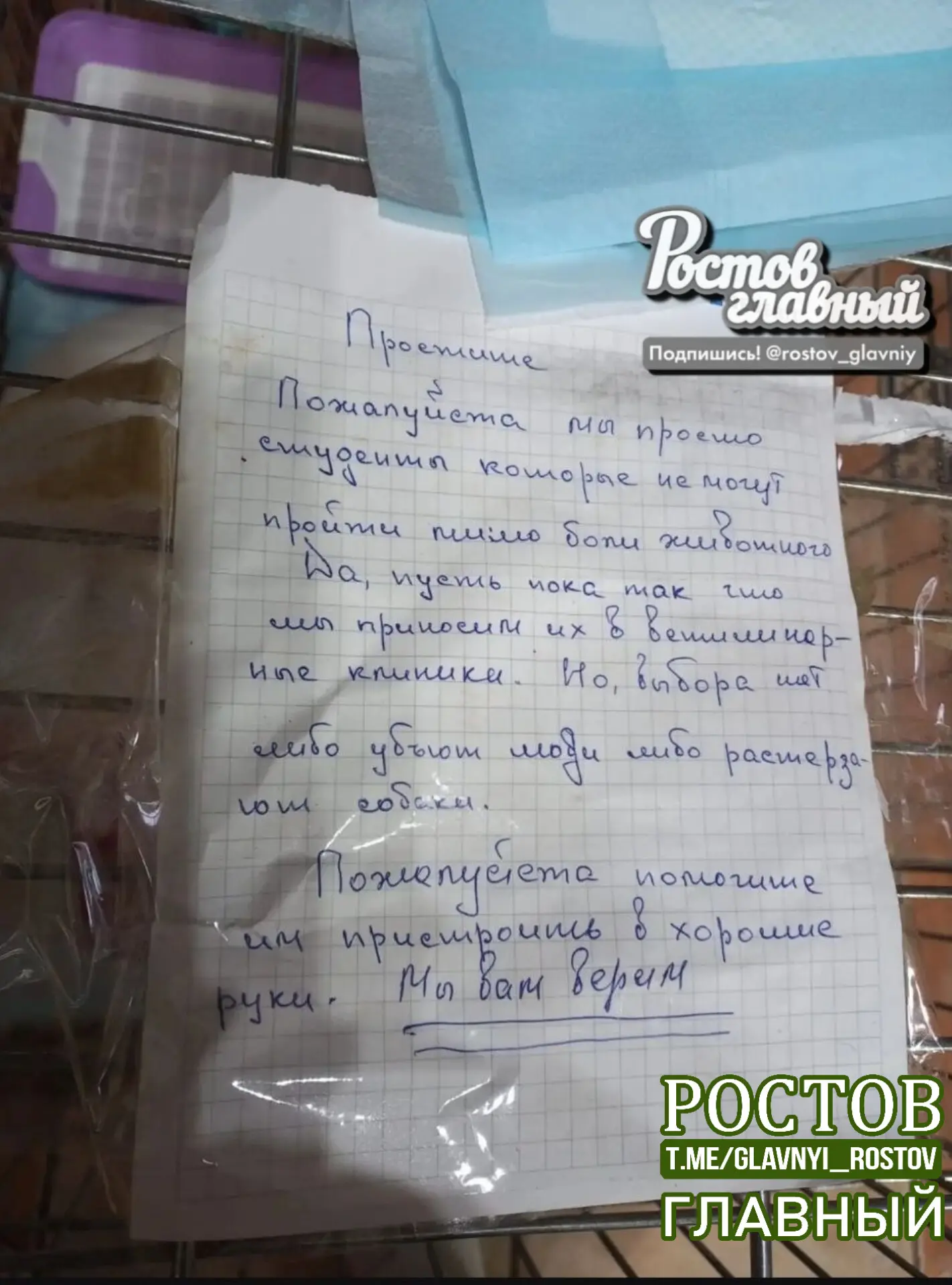 💔 "Сегодня вышло видео, где пара оставляет питомцев у клиники с подписью "безжалостно"...