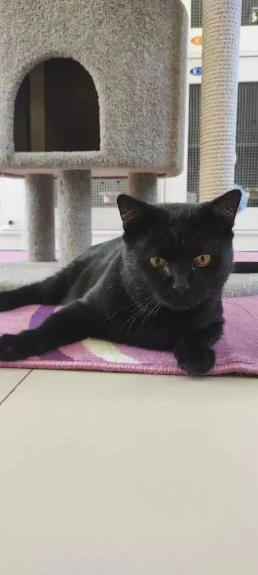 Кот ,который попал в серьезнейшее ДТП ,был на волосок от смерти, выкарбкался, но и на э...