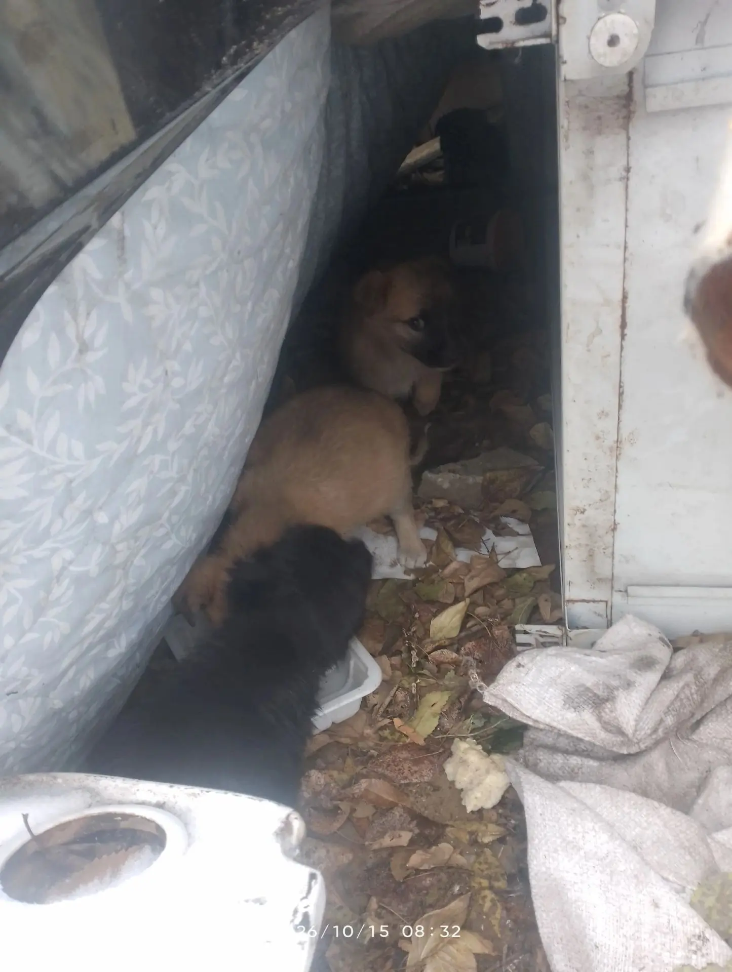 СОС! На помойке в Сосновом бору маленькие щенки! Месяц или два отроду. 4 штуки. Покорми...