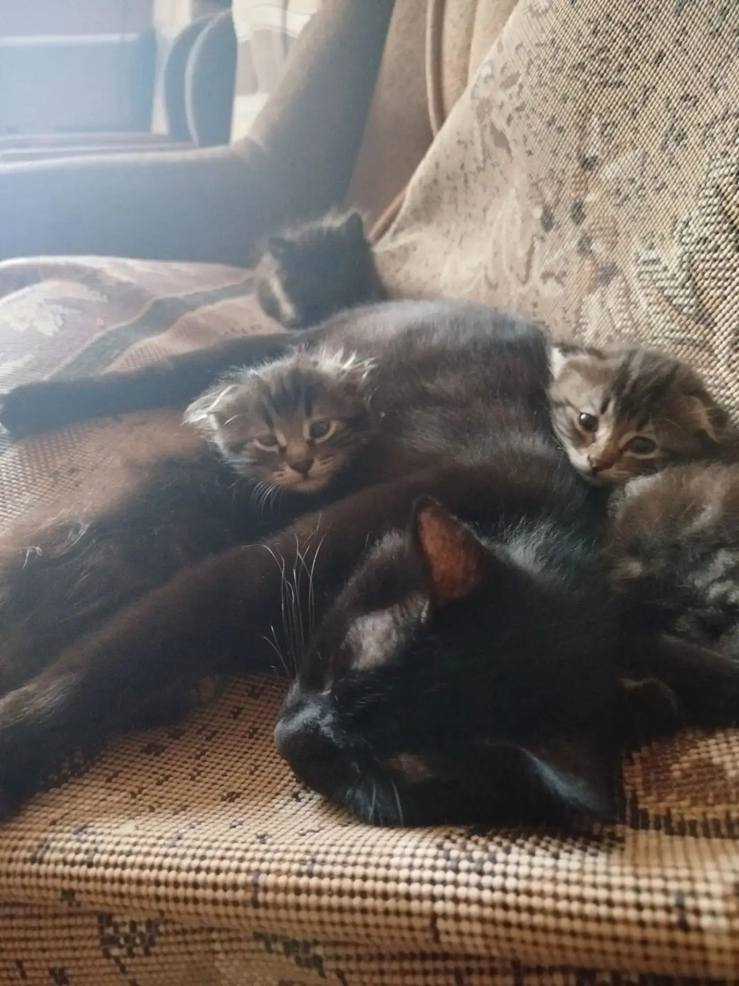 Котята ждут своего хозяина.