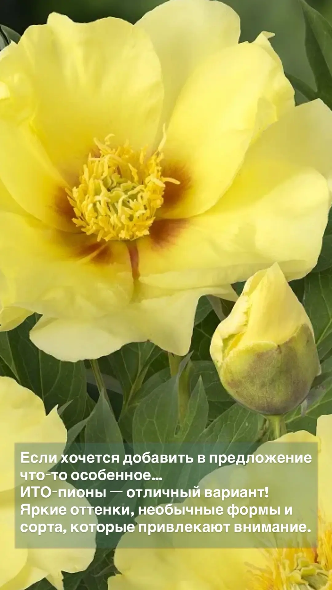 🌿 ИТО-пионы, которые хочется добавить в ассортимент