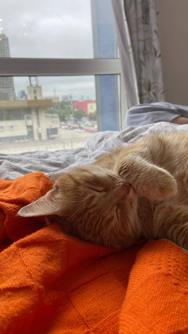 🐾 Передумала.