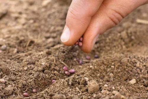 Посейте эти цветы под зиму сразу в грунт 💐