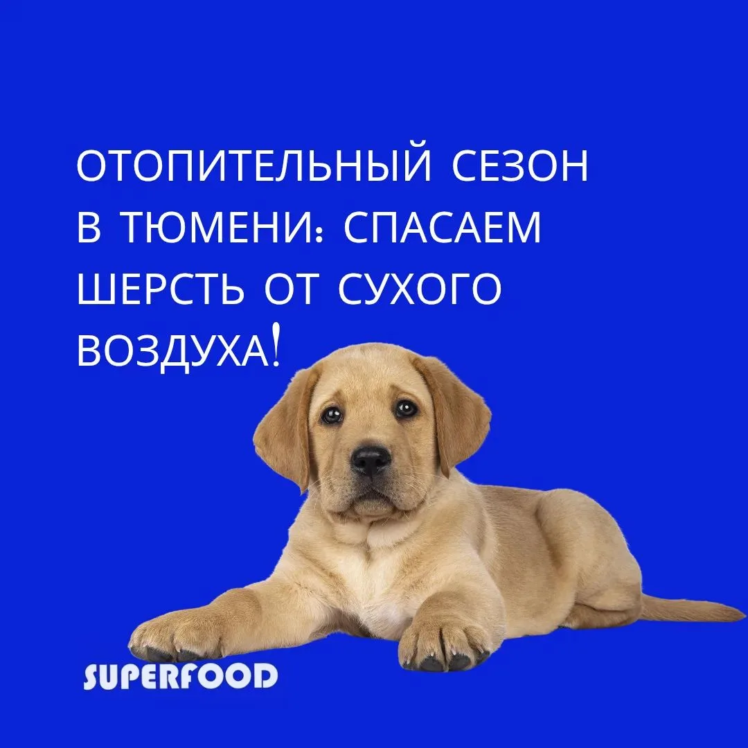 🍂🔥 Отопительный сезон в Тюмени: спасаем шерсть от сухого воздуха!