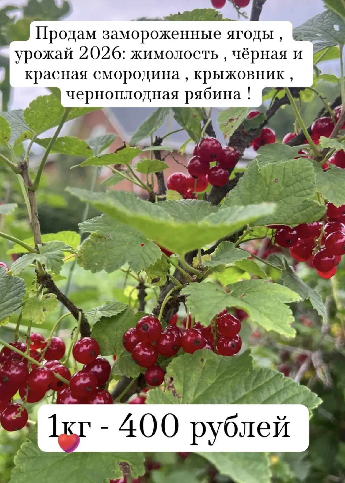 Продам замороженные ягоды , урожай 2026: жимолость , чёрная и красная смородина, крыжов...