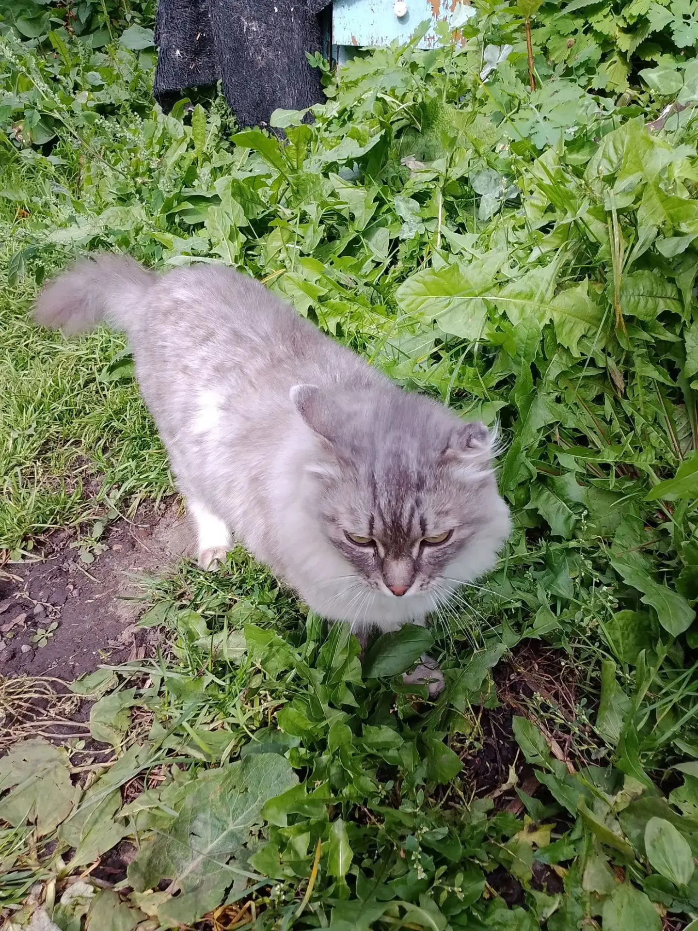В сад прибилась кошка. Возраст примерно 2 года.