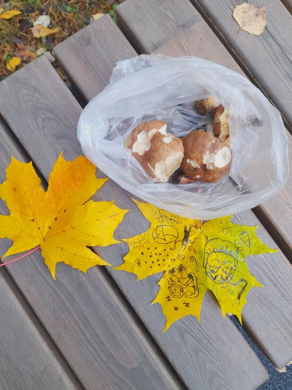 🍁 Банный лес вдохновляет жителей на творчество