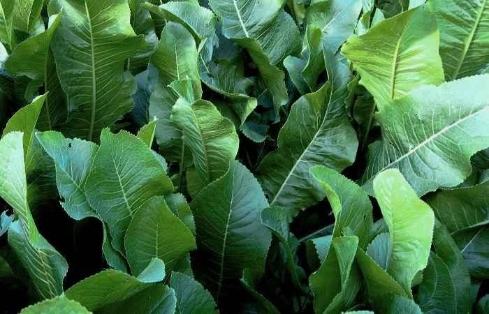 🌱 Хрен — натуральный детокс для вашего тела!