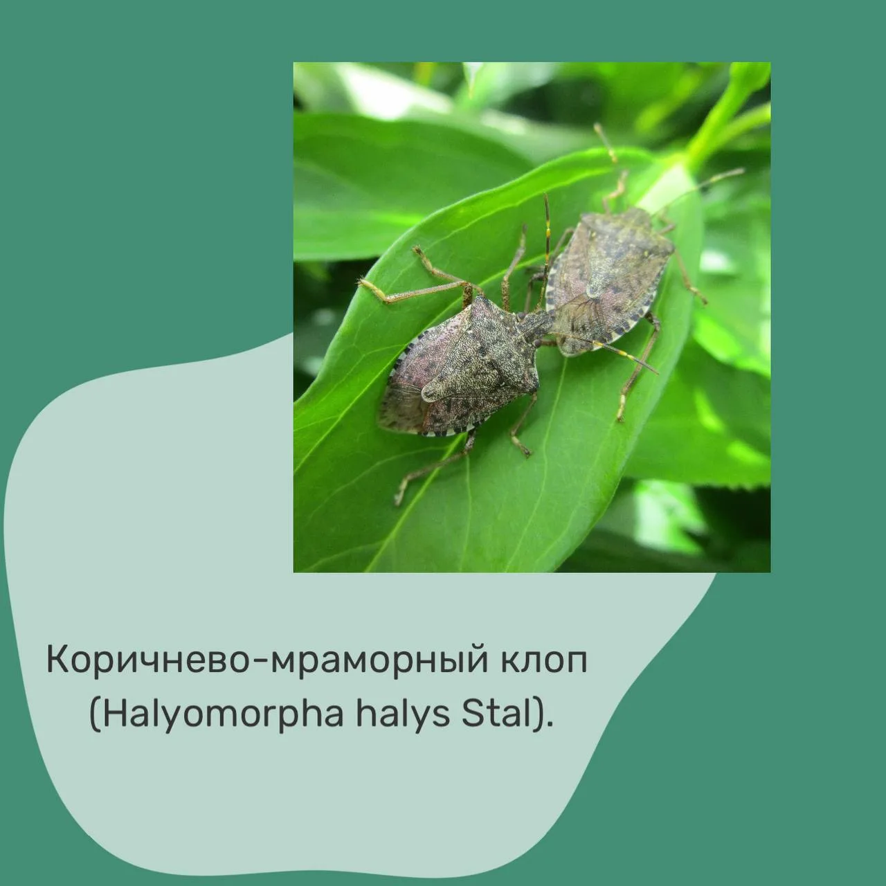 ☝️Готовимся к сезону мраморного клопа