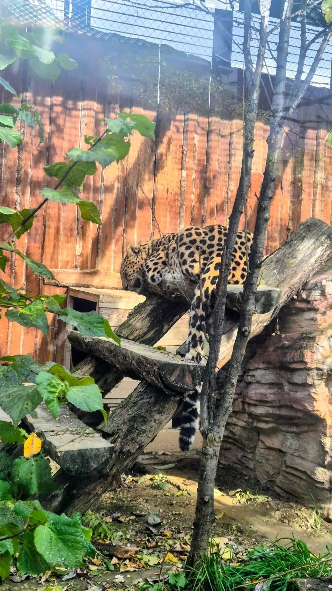 ☀️В новосибирском зоопарке🐅 проходят мероприятия, посвященные дню старшего поколения🫂.
