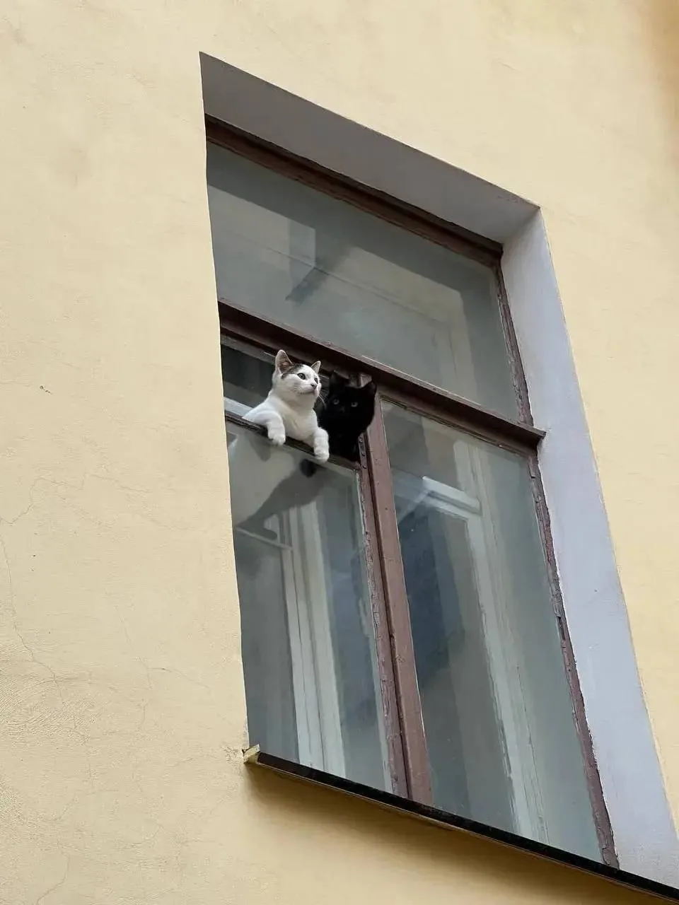 🐱 Усатые наблюдатели следят за жизнью города