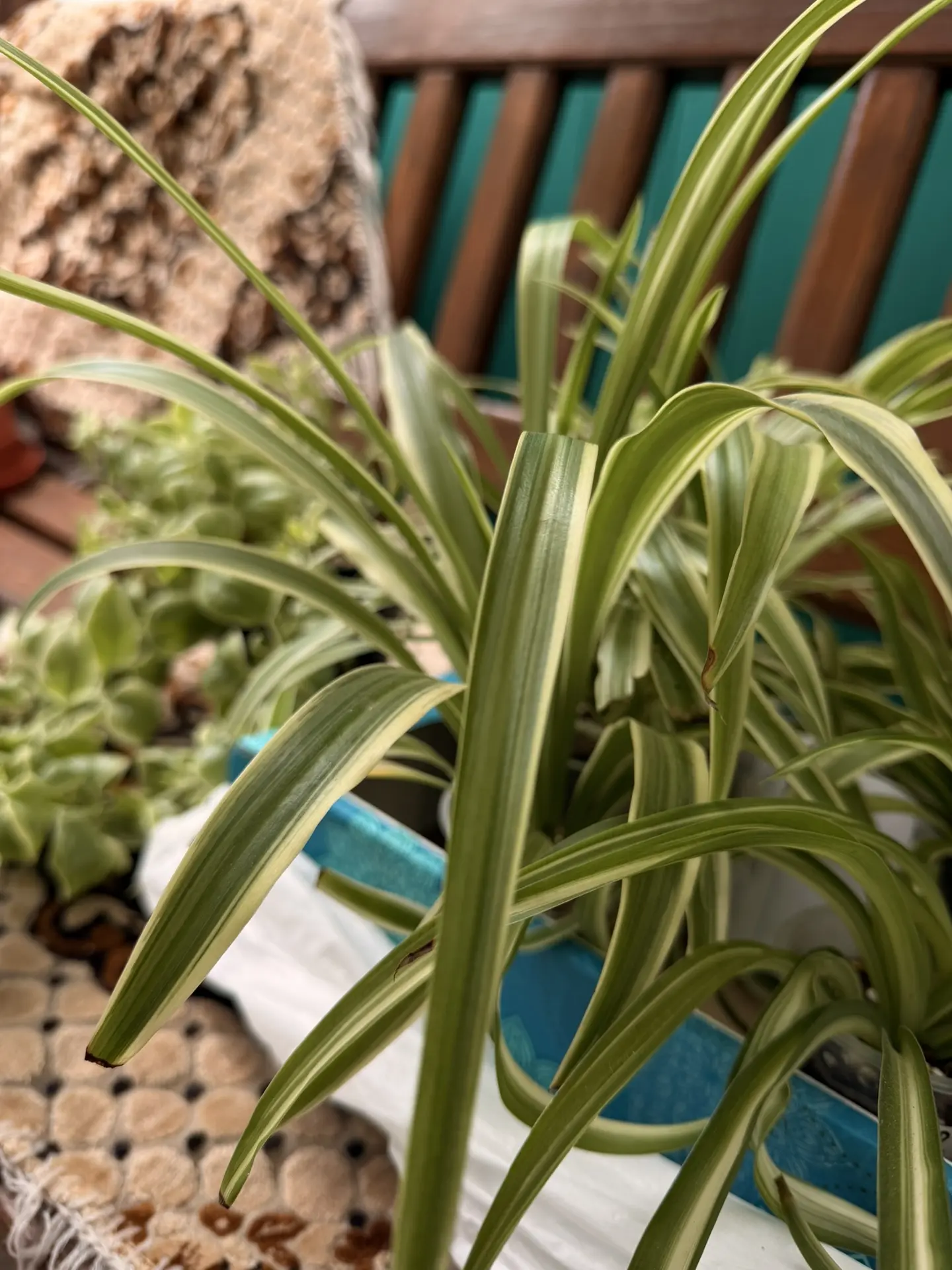Только что мне привезли новые цветочки🌿🌿🌿🌿🌿🌿ах, как я их люблю 😍