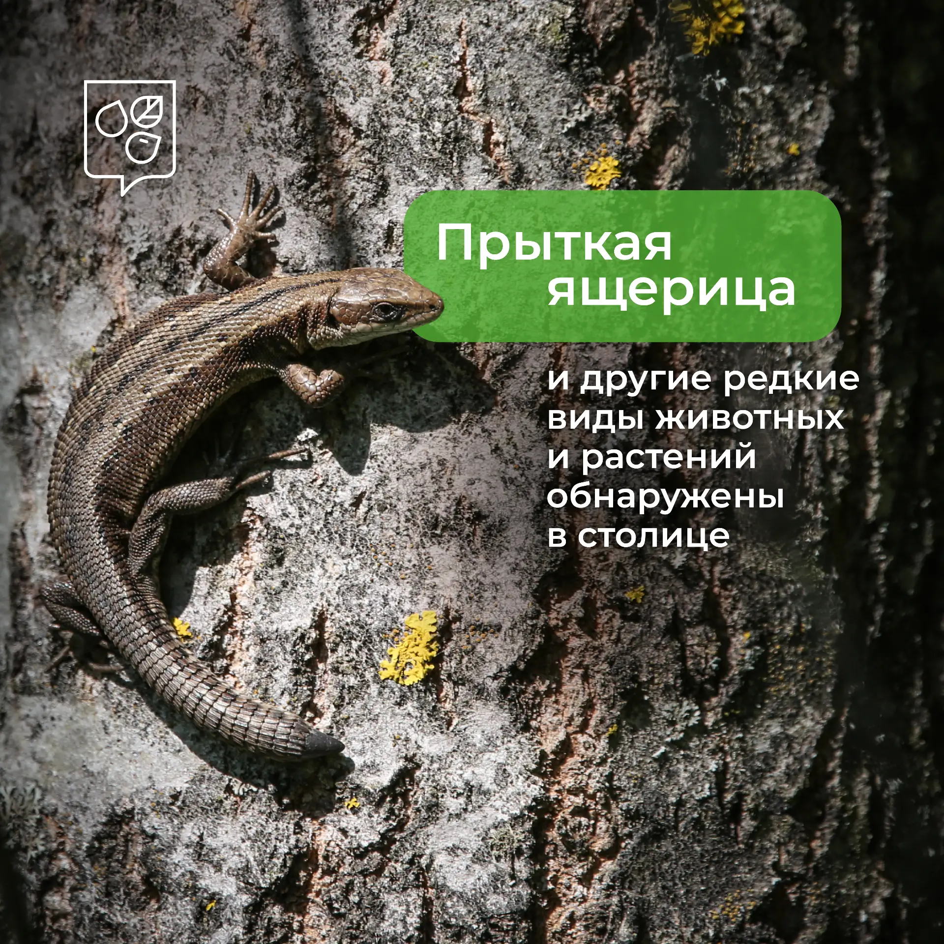 🌿 Природа Москвы сохраняет уникальное биоразнообразие