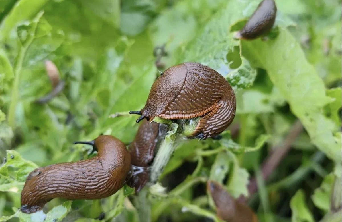 Как избавиться от слизней 🐌
