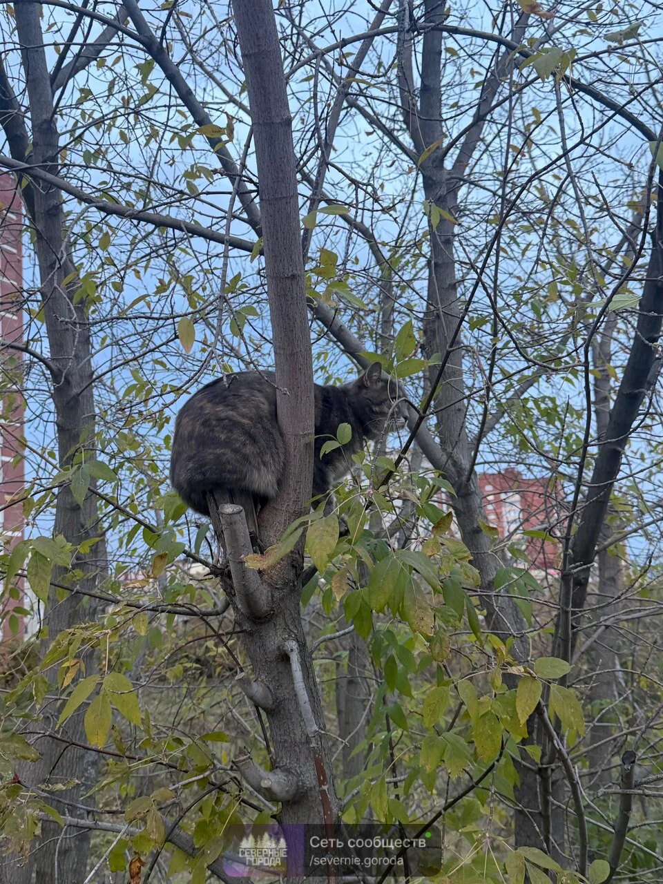 Чей или чья?