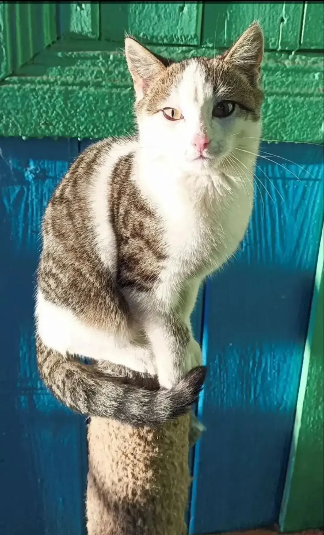 В добрые руки.