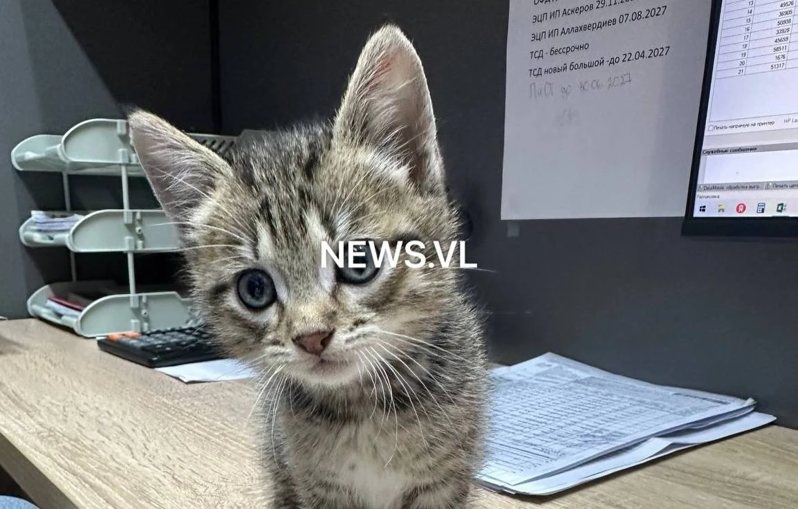 🐱 Украл котёнка из магазина