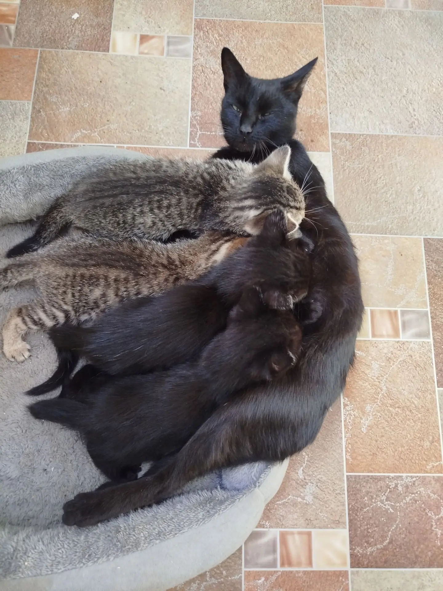 Отдам котят в добрые руки!!! 2 девочки и 2 мальчика,активные,любят навести шороху,в еде...