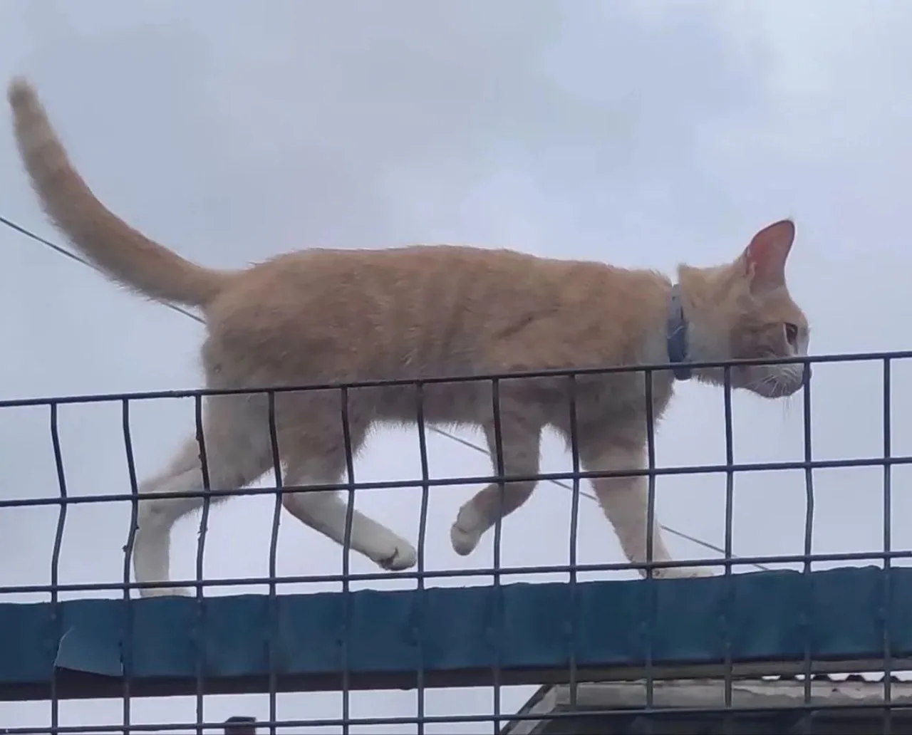 Потерялся котенок, 6 месяцев, в районе улицы Чехова в Артёме. Ручной, ласковый. Если кт...