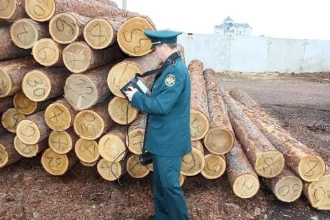 В Томской области возбуждено уголовное дело о незаконном вывозе леса на сумму 6 миллион...