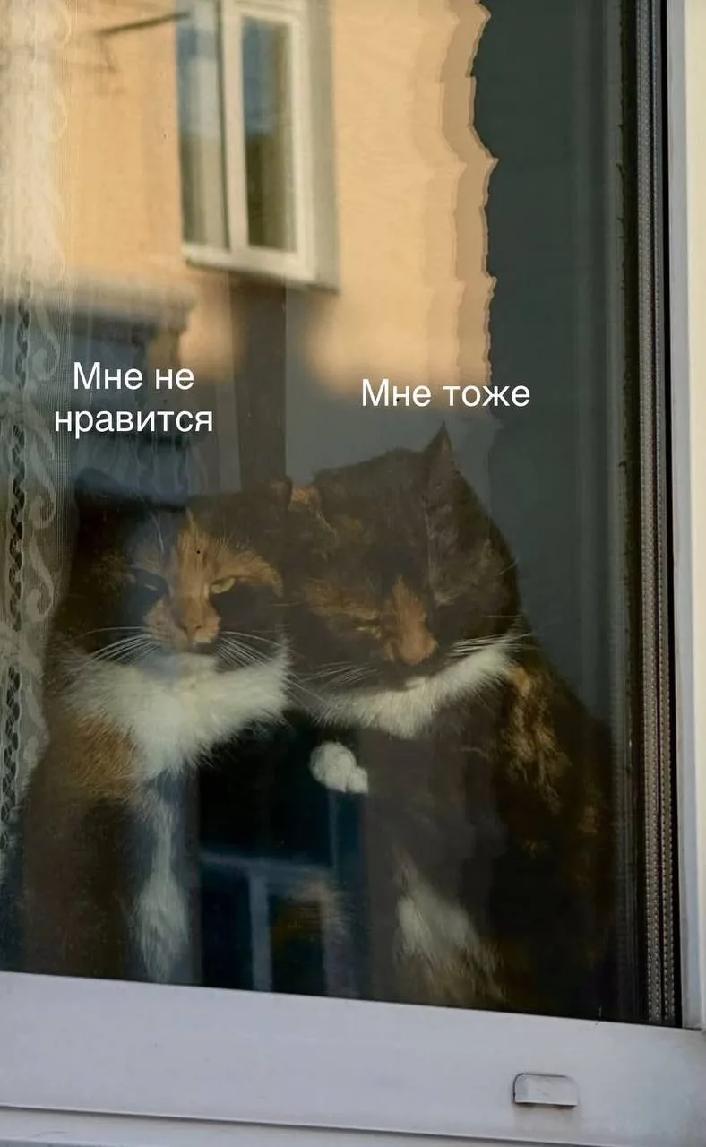 🐱 Просто семейная пара котиков следит за районом