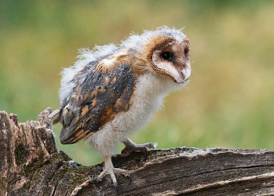 🦉 Птенец сипухи - редкий и очаровательный питомец! 🦉