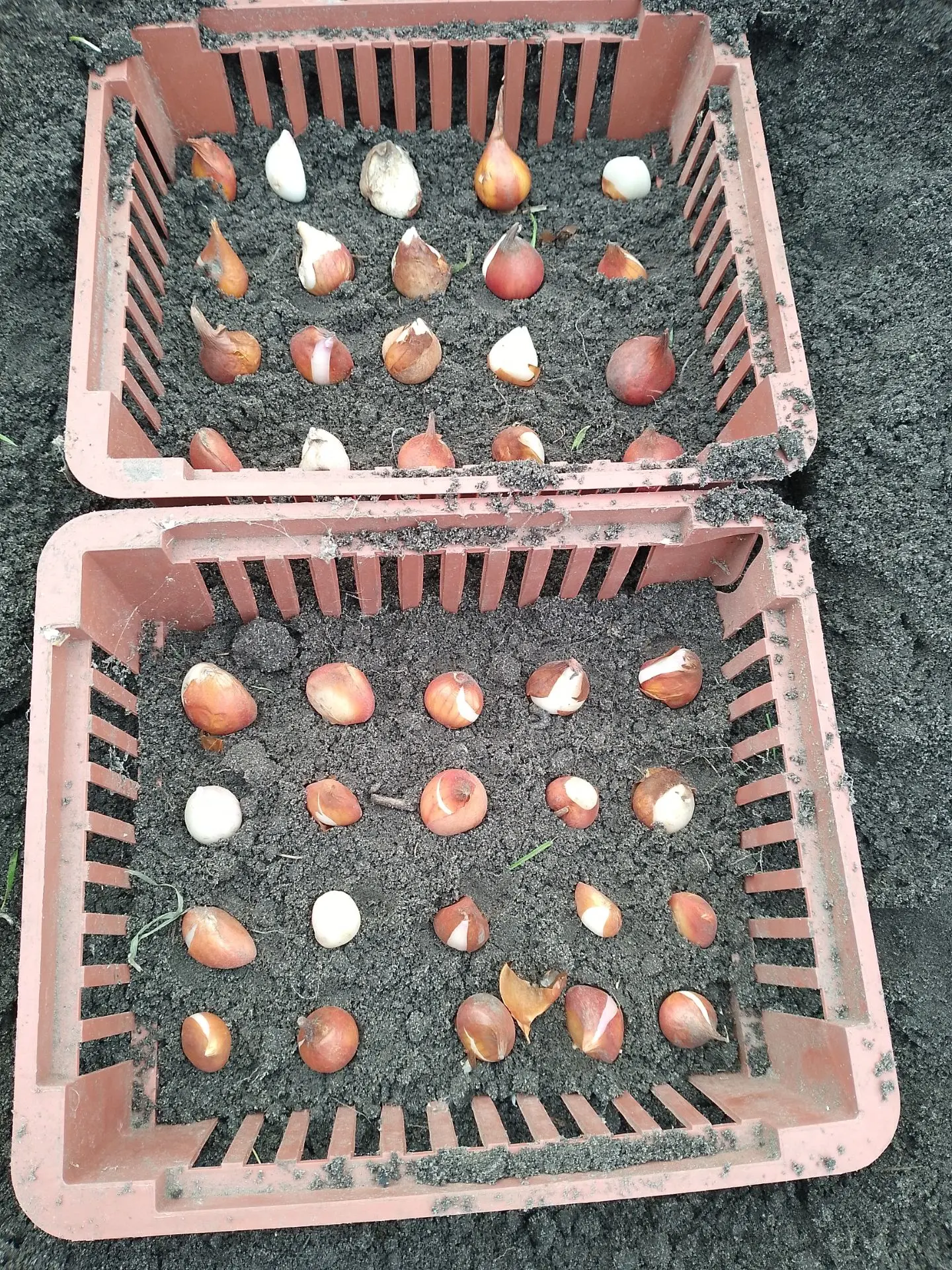 Тюльпанов весной будет много у нас😁🌷🌷🌷