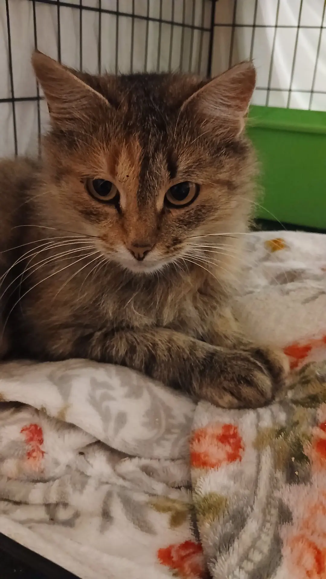 НЕМНОГО О КОТОБУДНЯХ:
