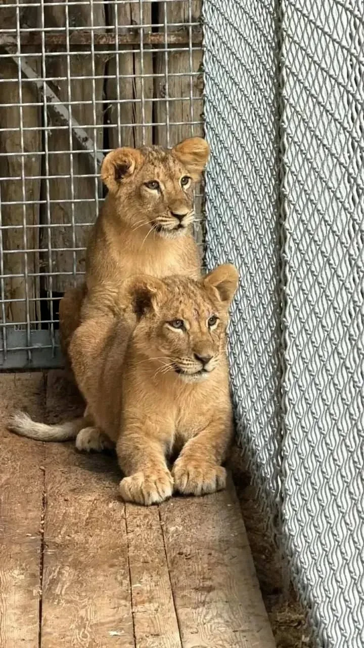 🦁 Симба и Викки - двум маленьким львятам в Ростовском зоопарке выбрали имена