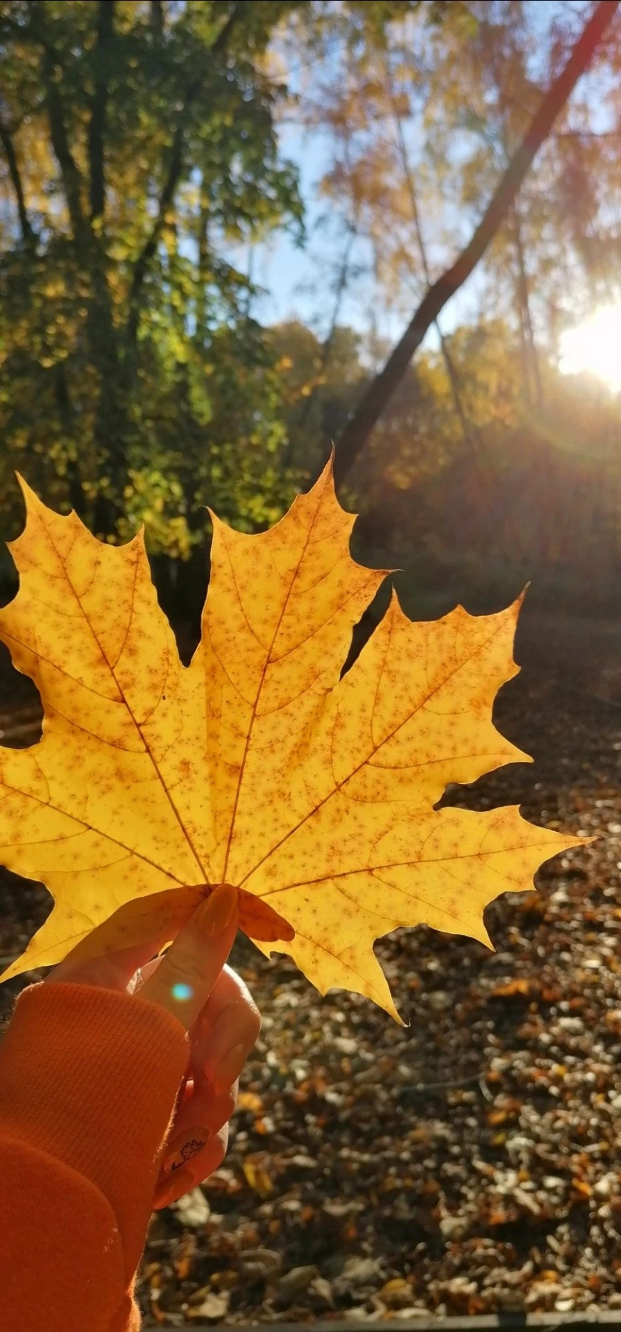🍁Золотая осень в Копейске! Копейчане, наслаждайтесь последними разноцветными днями 😍