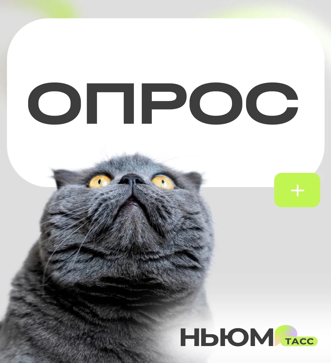 Что умеют ленивцы?