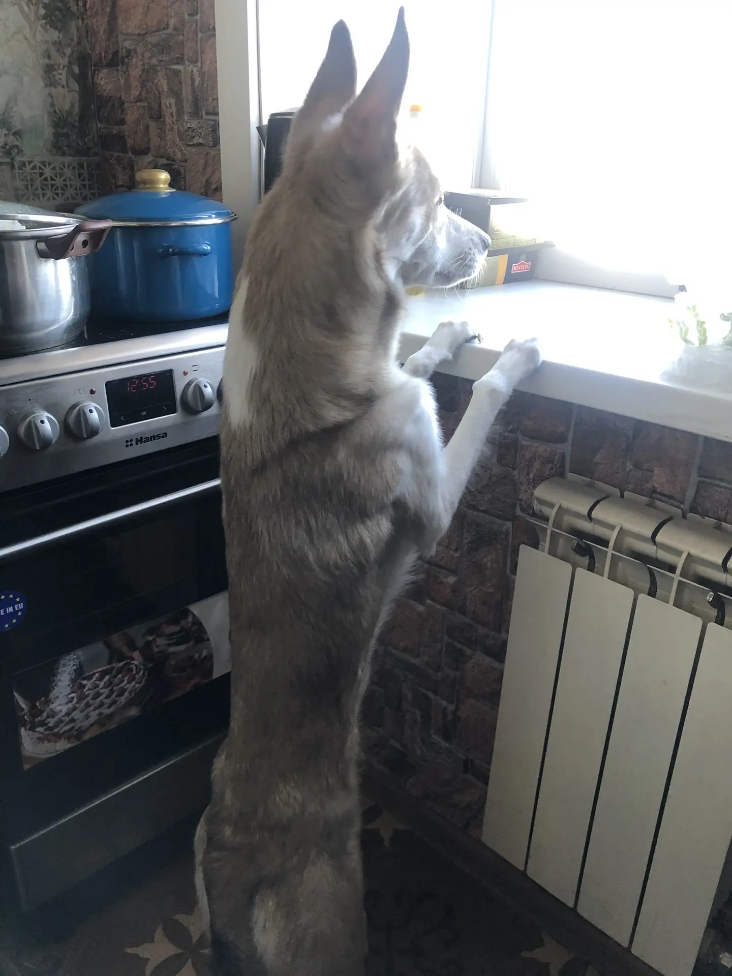 А это мой Беляш что-то увидел 🐕