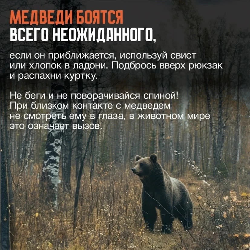 🐻 Раздеться и начать громко материться на медведя в случае нападения посоветовали росс...
