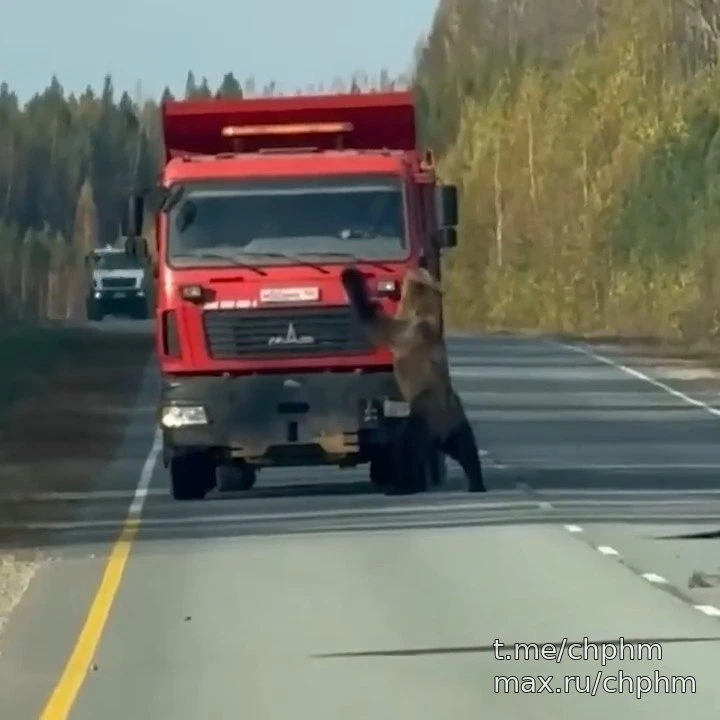 Медведь устроил переполох на трассе в ХМАО 🐻