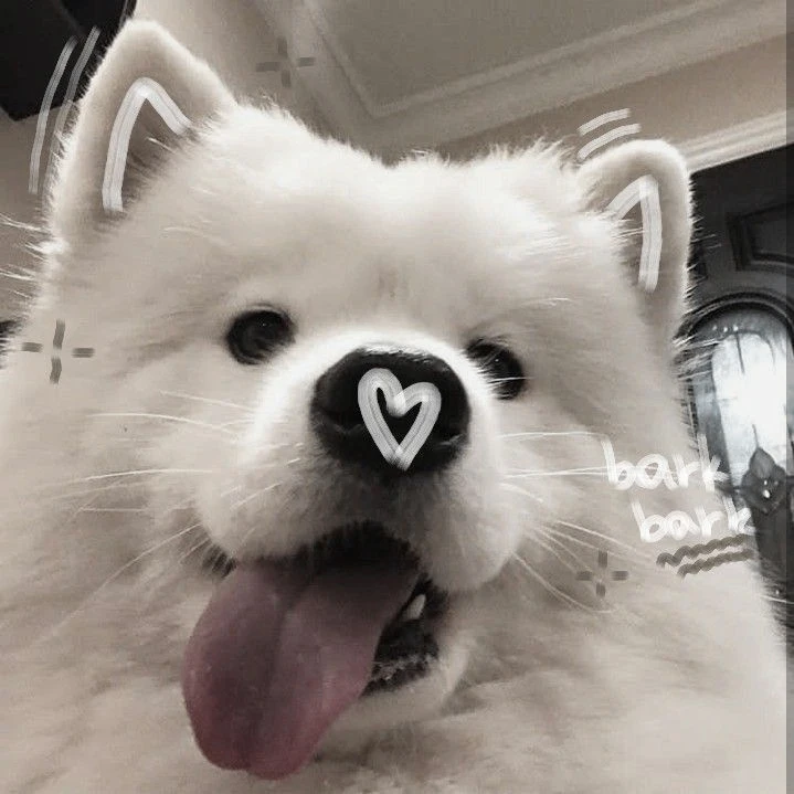 Авы с собачками самоедами 🐶