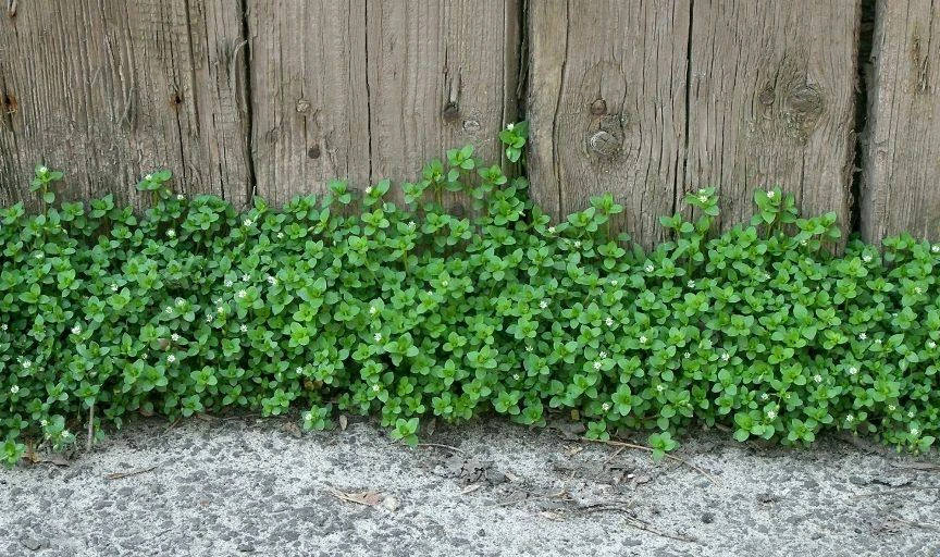 🌿Использование мокрицы.🌿