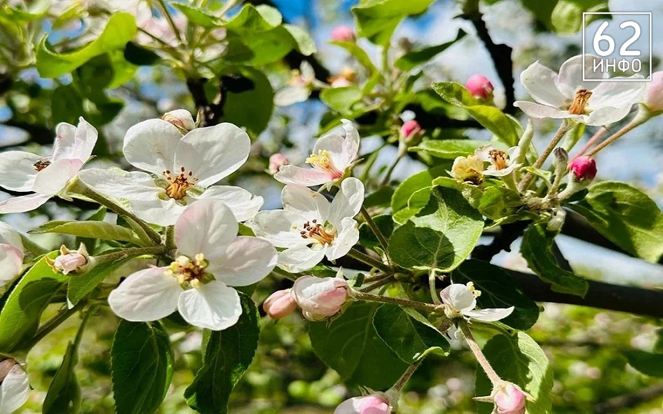 🌸 Красиво, но опасно.