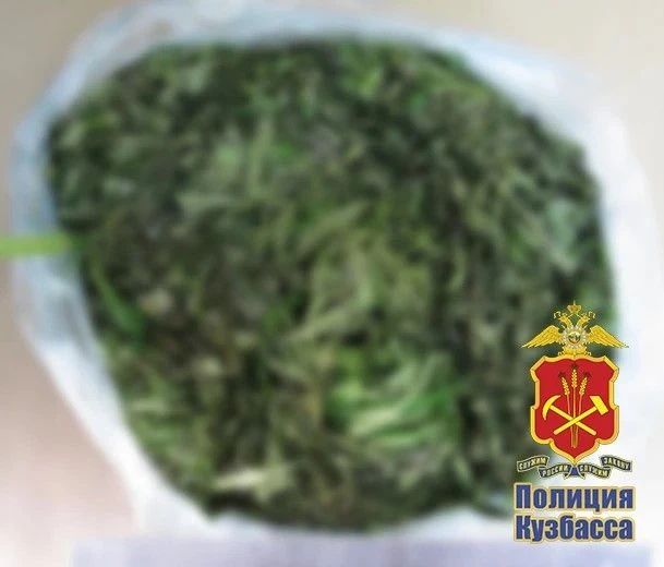 В Киселевске перед судом предстанет местный житель за хранение крупной партии марихуаны...