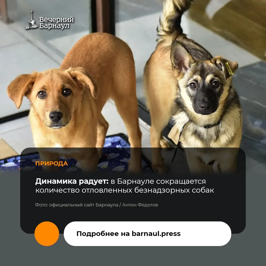 Барнаульский приют «Ласка» в 2026 году получил грантовую поддержку — 8,3 миллиона рубле...