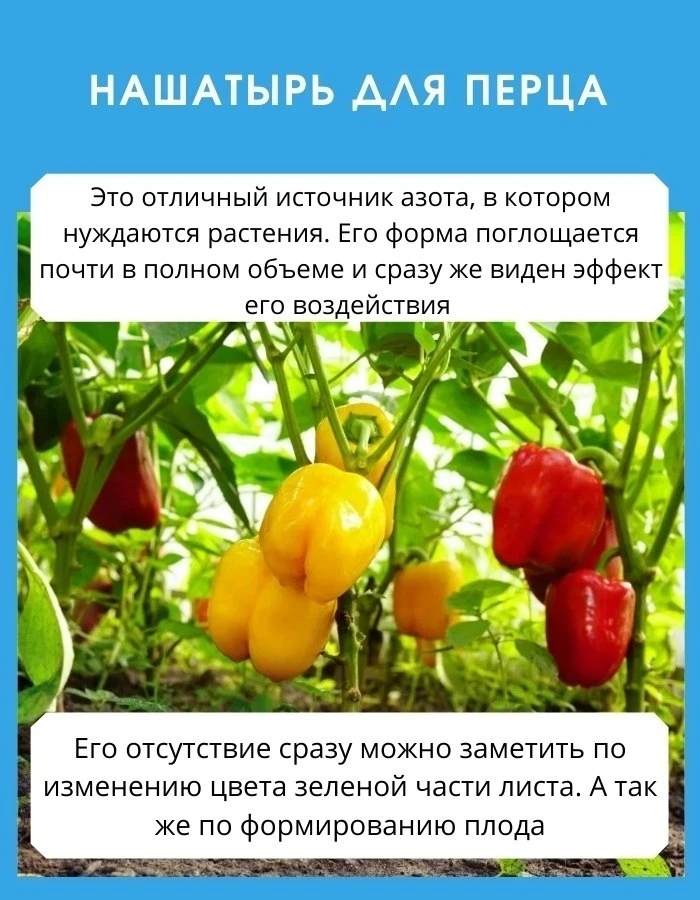 Нашатырь для перца: одна подкормка — и кусты не узнать 🌱