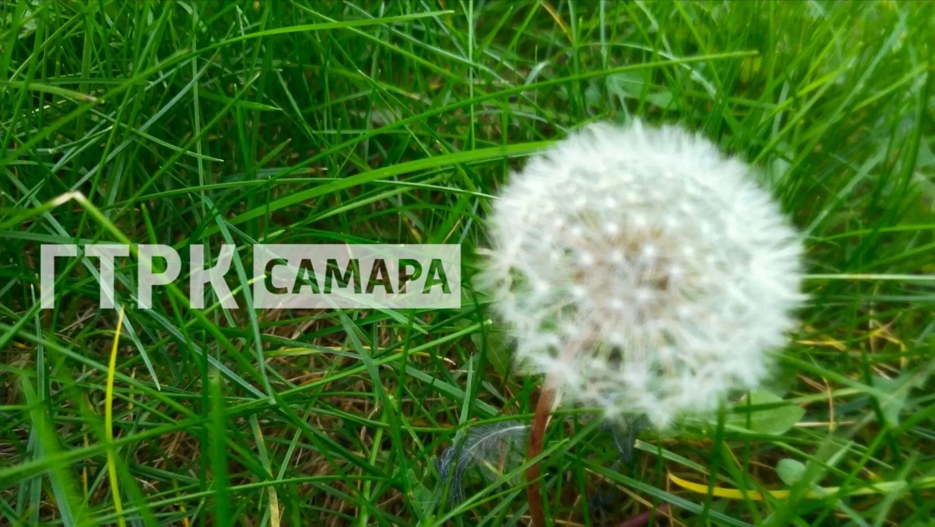 🌼 В Самаре нашли одуванчик, который отказывается верить в осень