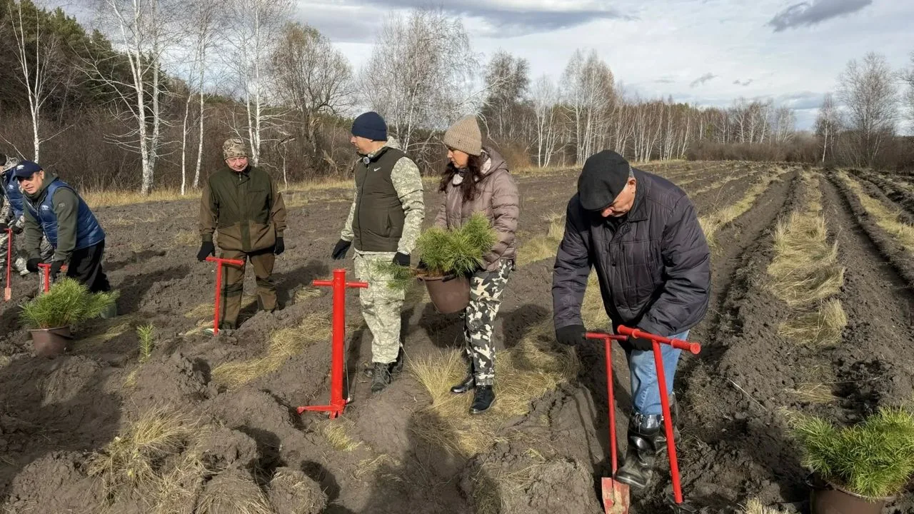 В Алтайском крае высадили более 500 молодых сосен в рамках Всероссийской акции