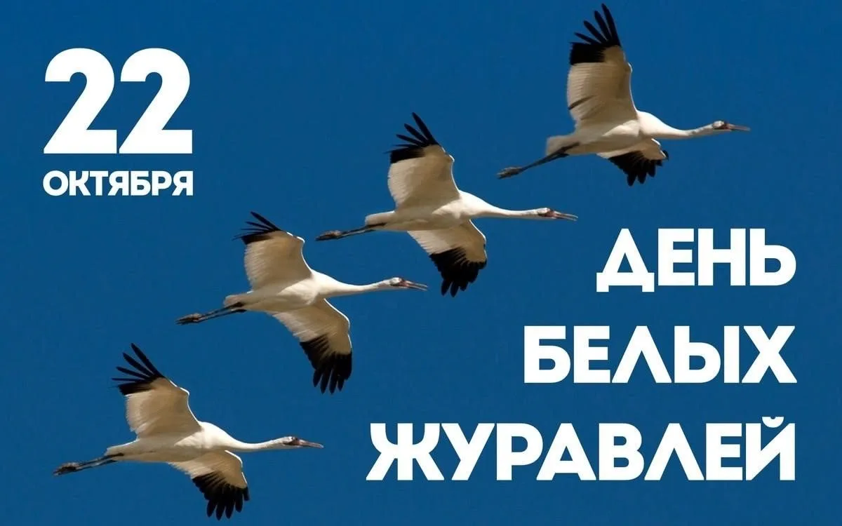 АКЦИЯ «БЕЛЫЕ ЖУРАВЛИ» — ПАМЯТЬ, КОТОРАЯ ЖИВЁТ В НАШИХ СЕРДЦАХ