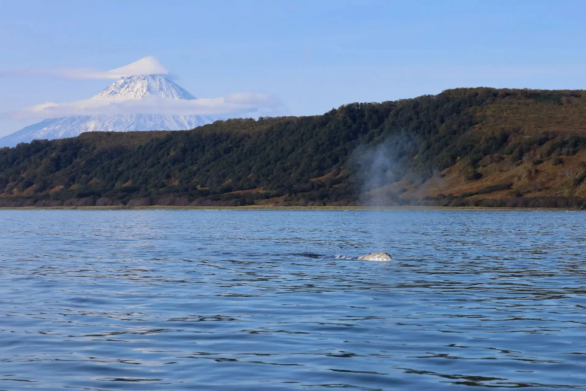 🐋 Проблемы не только у медведей: в Кроноцком заповеднике обеспокоены худобой китов