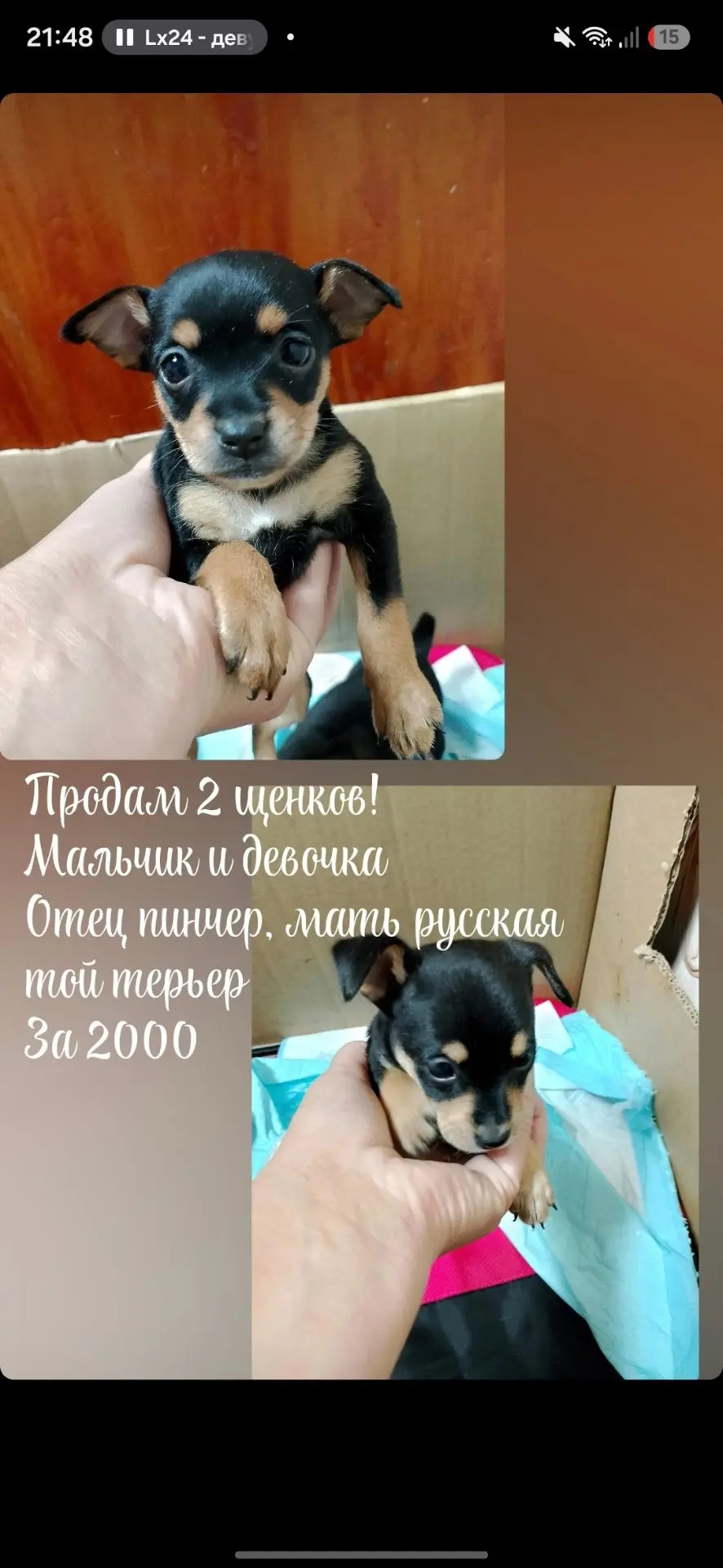 Продам 2 щенков