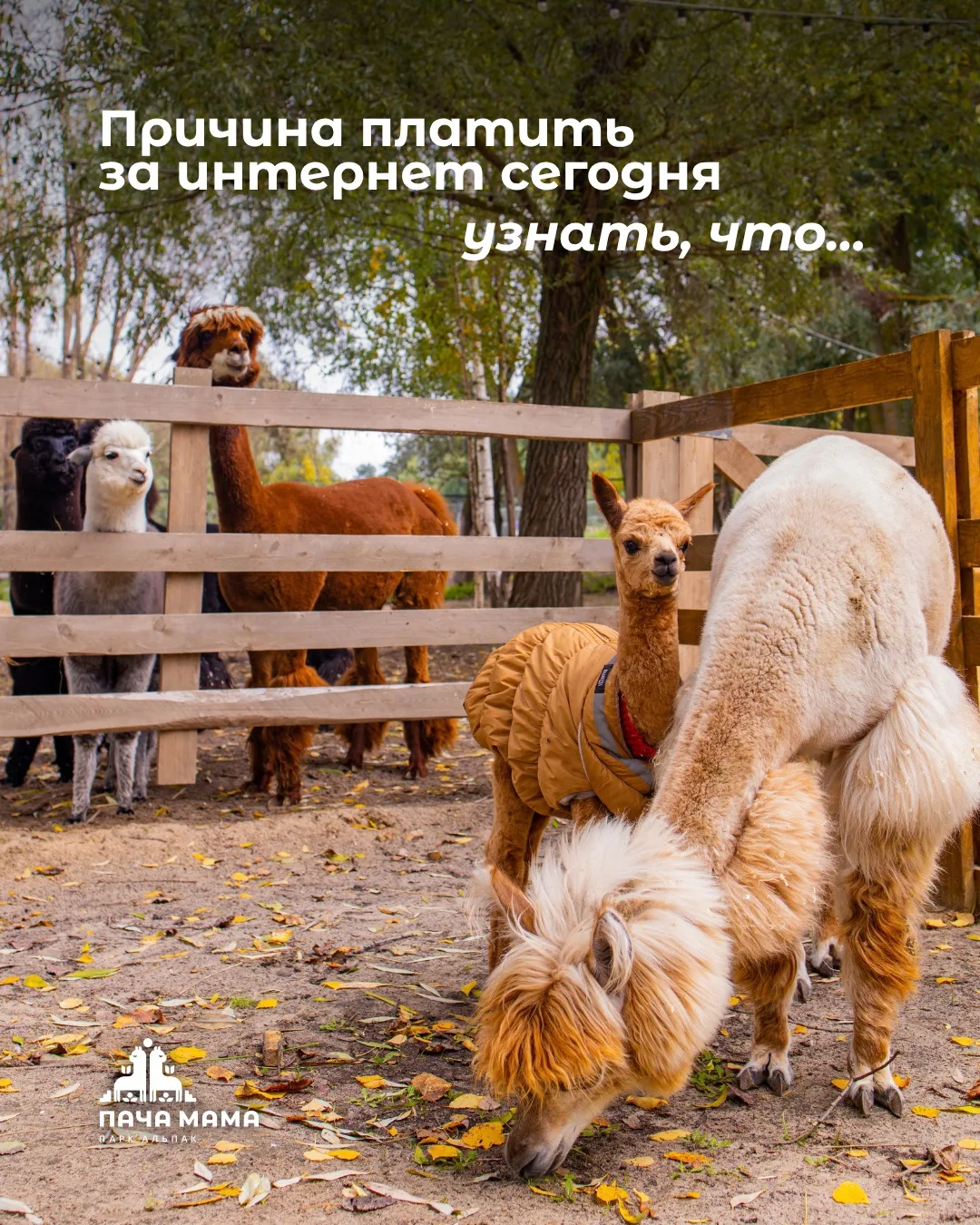 Какие пушистые новости подарил нам сентярь?