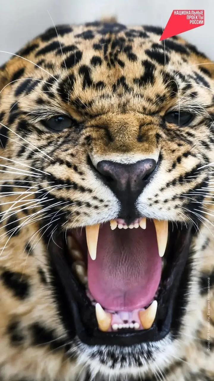 Дикая природа на заставку 🐾