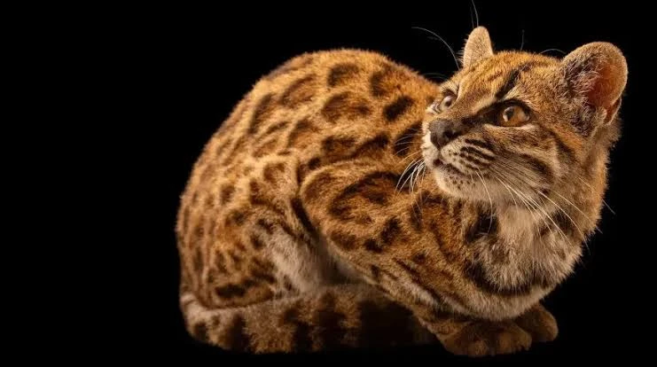 🐆 Впервые за сто лет описан новый вид дикой кошки