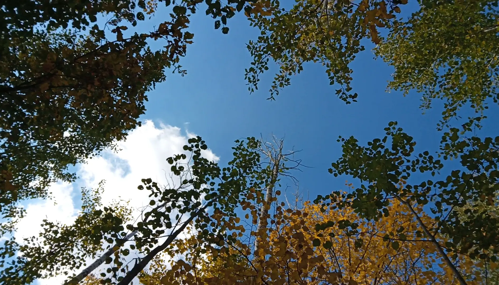 Пусть каждая минута сегодняшнего дня подарит радость и отличное настроение🌞