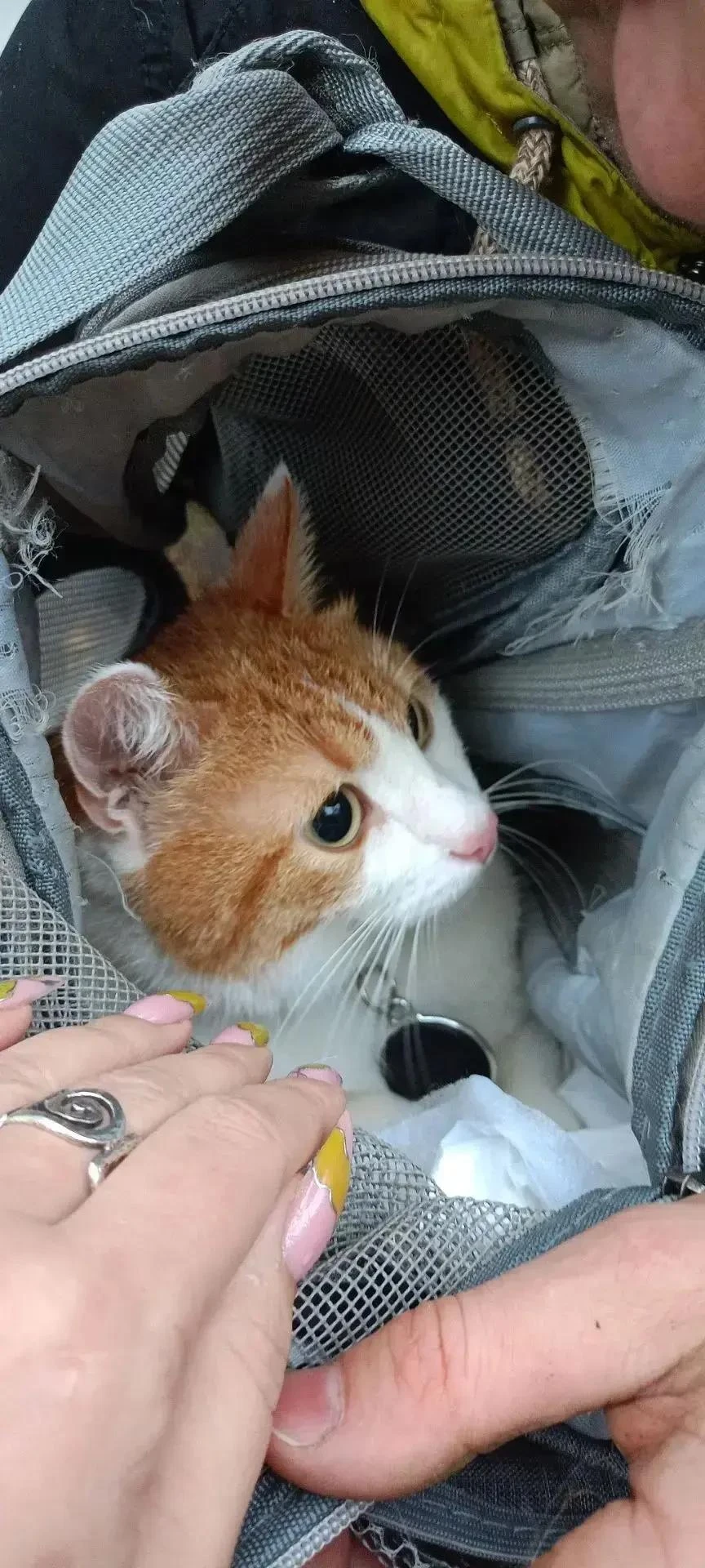 🐈 В Петербурге спасли редакционного сотрудника — кота Рыжика